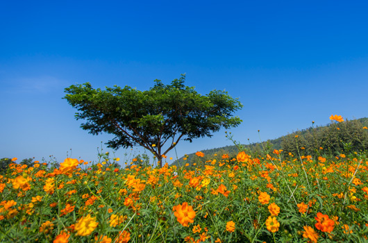 Nordeste (ISAN)